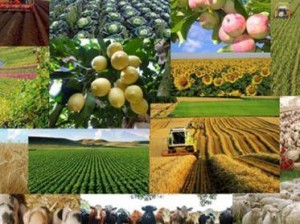 1616388_215978655274992_1720816643_n