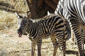 1922957_224853051054219_442812728_n