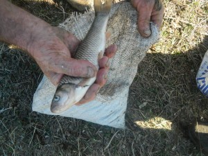 1969866_808510995829559_389923504_o