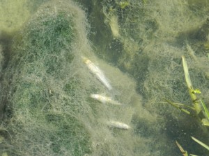 1972953_808516439162348_818012325_o