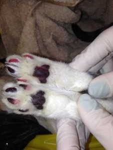 10002792_10202701333727429_511458643_n