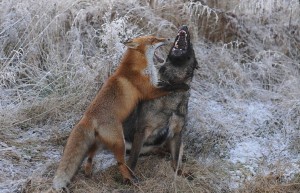 1896763_10202695458500552_1314101870_n