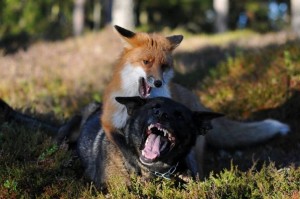 1896991_10202695461100617_1866677787_n