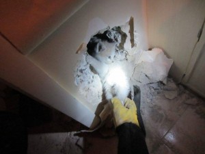 1902080_436588529809233_576333991_n