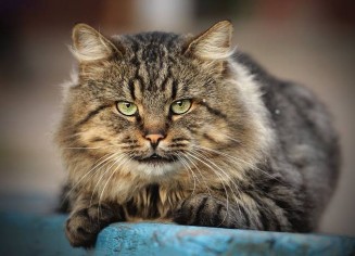 10153828_10203160775093176_1306681907313892870_n