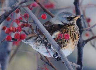 10262271_10203160775773193_1065563246559733712_n