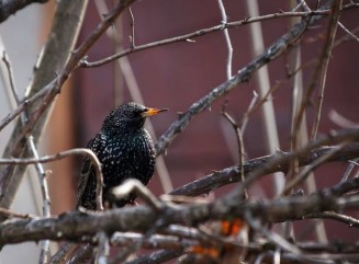 10305518_10203160774093151_8970381036606284967_n