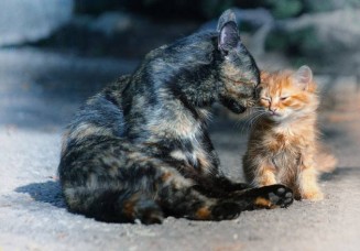 10334375_10203160775413184_7588071341382858113_n