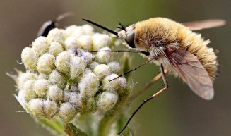 10346511_10203160775253180_3982879110509219232_n