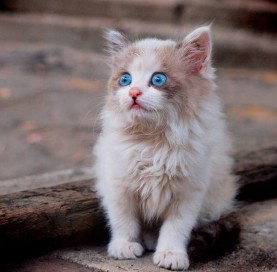 10371557_10203160775613189_8730275778415228846_n