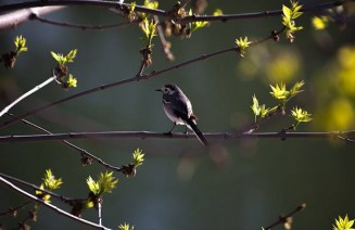 10402906_10203160774493161_5457480822296640209_n