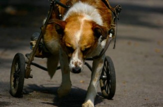 10410401_10203160776133202_7940543240891287333_n