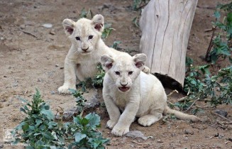 10588839_876294722398822_424436751_n