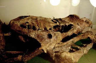 10570967_725205907545372_807255537_n