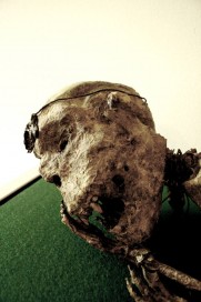 10588866_725205900878706_94865149_n