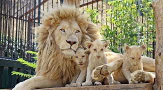 10596191_879422942086000_1647907860_n