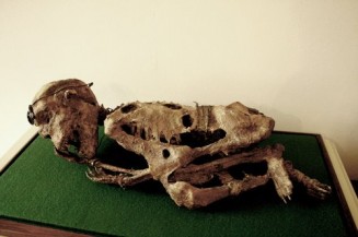 10596218_725205894212040_1878169659_n