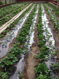 10615346_692970107444902_3646798183460123845_n