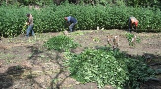 1896924_499129250230762_6910711979450869384_n