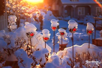 10660570_895298487165112_212506584_n