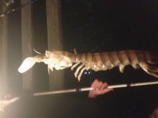 10660604_741230072609622_901829621_n