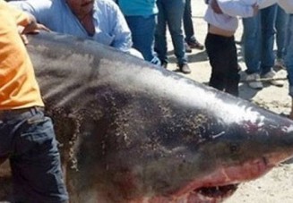 10711240_750040605061902_2099882778_n