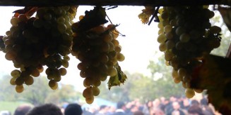 10155790_737853359639076_4593483121920627183_n