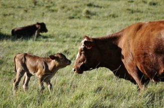 10721048_949720718389278_1060349706_n