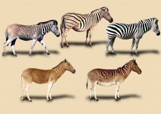 10721150_756256291107000_1668209529_n