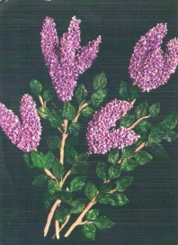 10723512_10203069822852717_1629316289_n