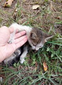 10435594_800587423320478_7326888492636521162_n