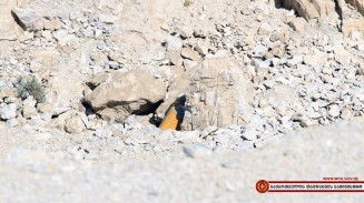 10533543_871992869500123_6751752129987751154_n