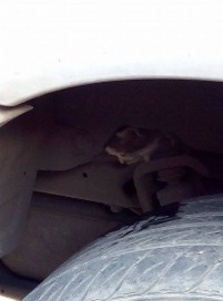 10678771_800587383320482_7646752086955774505_n