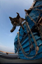 10743287_862567807116792_573804362_n