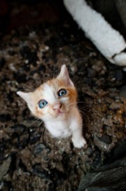 10748785_862567790450127_92566947_n