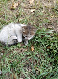 1625531_800587419987145_5541067298909714867_n