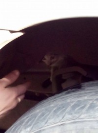 16672_800587386653815_4100322093190037963_n