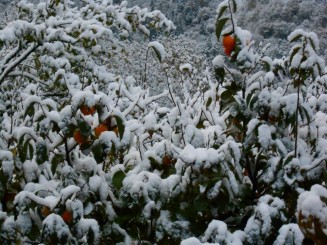 1779955_716714298418080_2790593214646726467_n