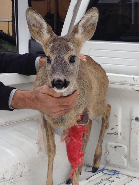 10867223_824504747595412_893766209_n