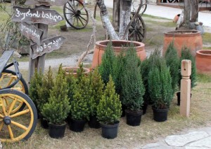 10171763_10152683904064779_403452525577480030_n