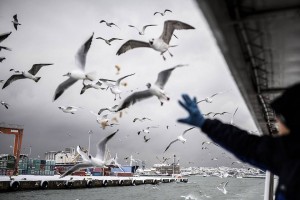 10984866_1547031242215114_1274595647_n