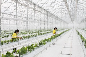 10152548_820989447990716_1459622349928276013_n