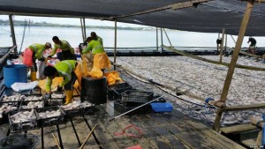 11040484_1552367641681474_1559083687_o