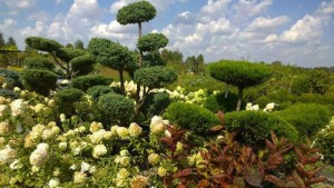 11041344_937670902944421_1421986091_n