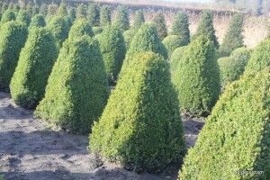 11050935_937670909611087_1431699599_n