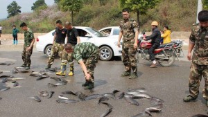 11075825_10203598970806471_838978633_n