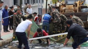 11081666_10203598970926474_1151715489_n