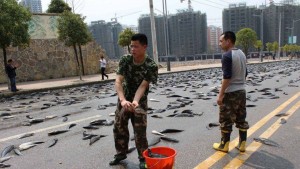 11082977_10203598970886473_2131935129_n