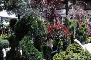 11103556_366511510210907_1273493847_n