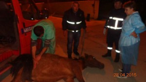 11118837_833486513399487_902721927620969483_n